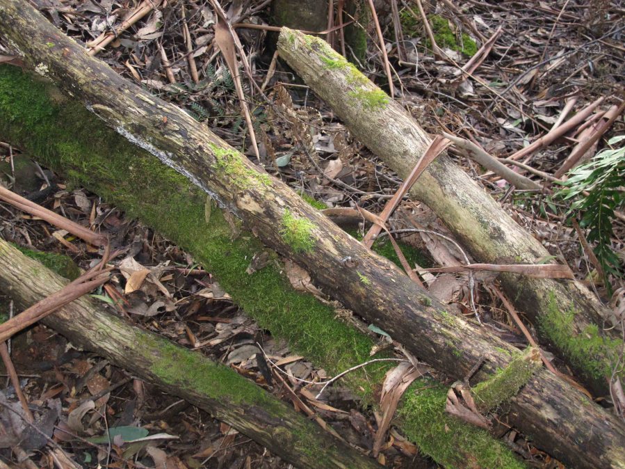 Bedfordia salicina logs