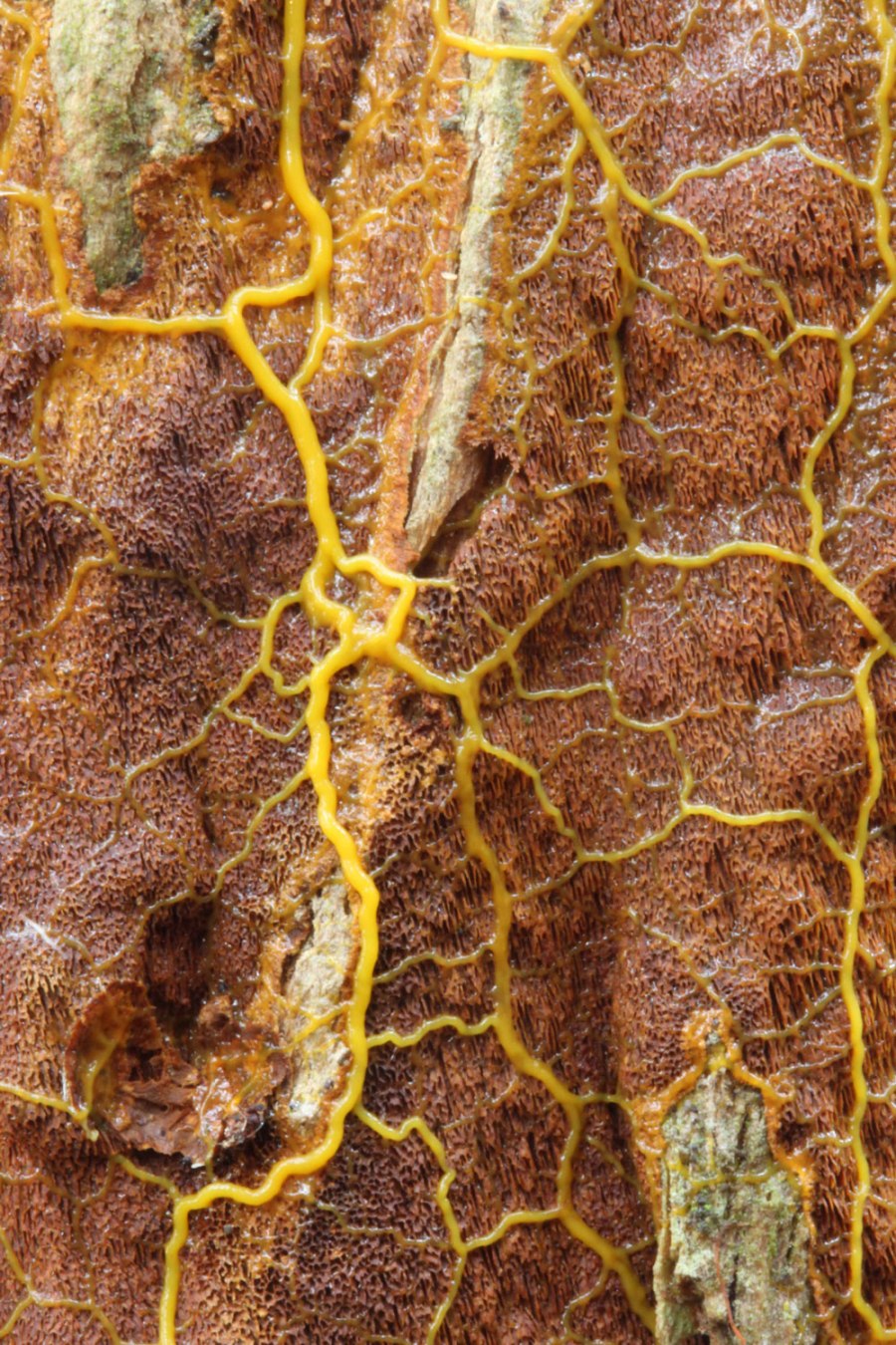yellow-plasmodial-veins-on-fungus
